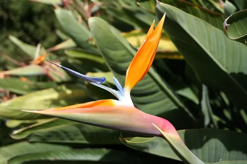Tenerife