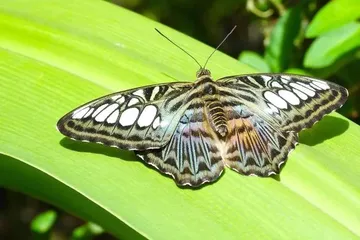 Know better the  Caribbean island of Aruba  by Virtual tour