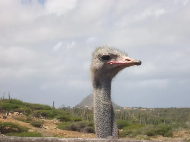 Aruba
