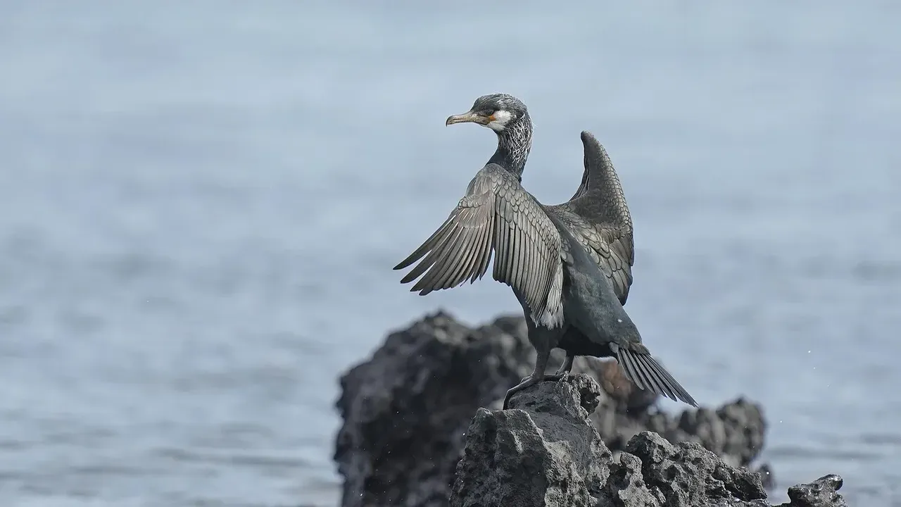 Azores