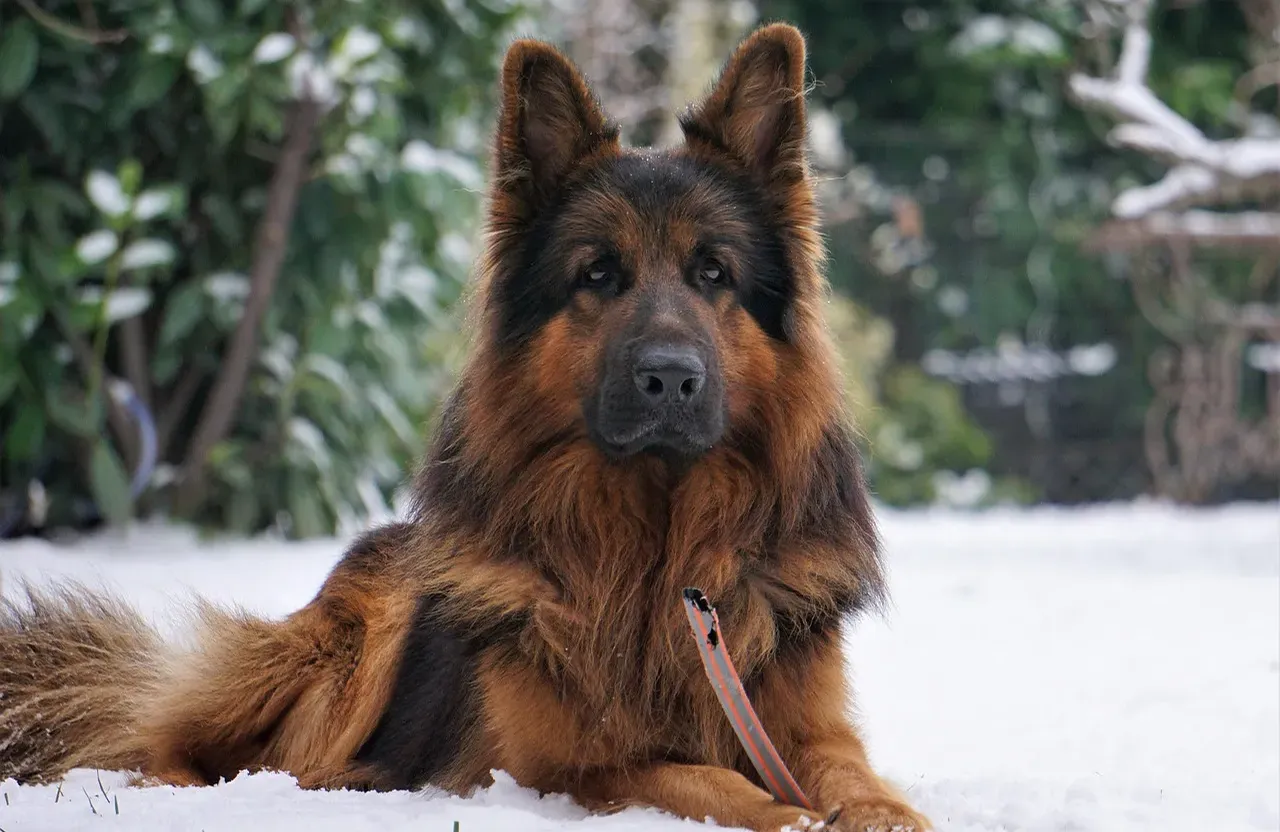 Lap`land dogs