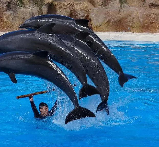 Captura de pantalla del hotel 5 + en el precio de tenerife