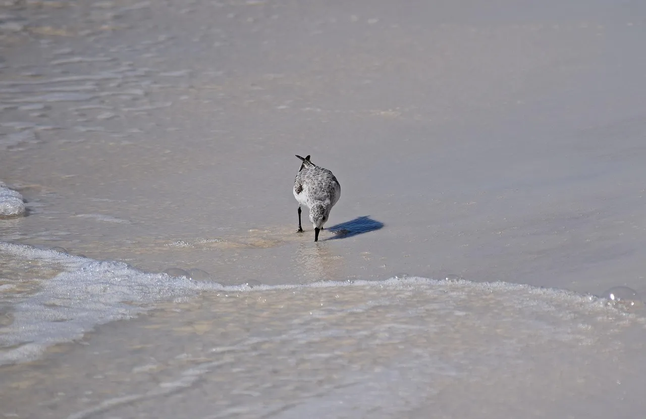 Panama City beach