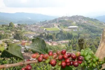 The origin and history of Colombian coffee in Voyagers Voice